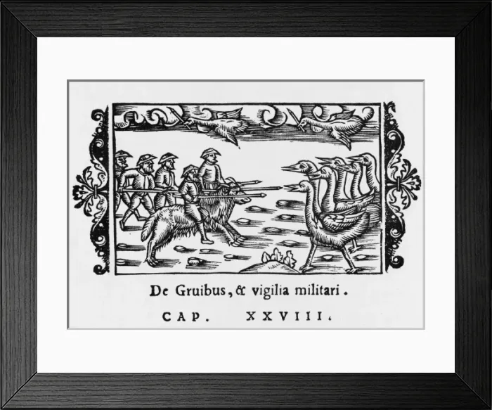 Framed Print : Fighting Big Birds Framed Print : Fighting Big Birds