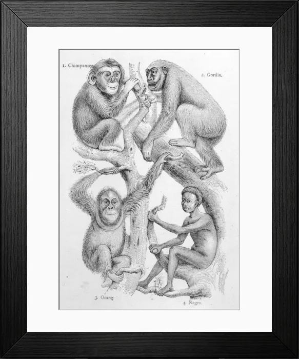 Framed Print : Man and other Primates Framed Print : Man and other Primates