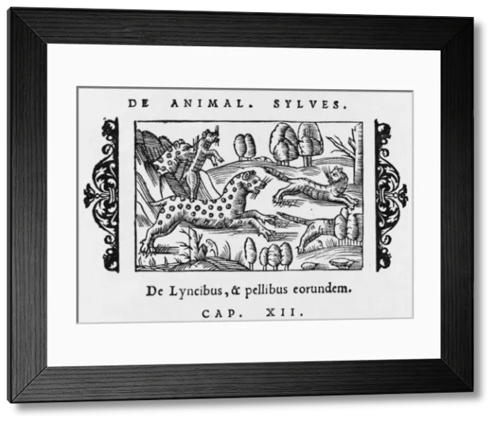 Framed Print : Lynx (Olaus Magnus)