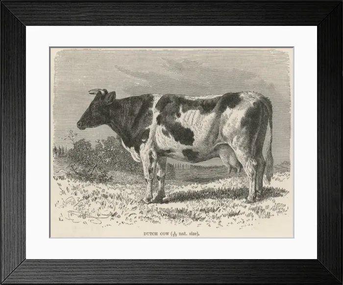 Framed Print : Cattle  /  Dutch Cow 19C