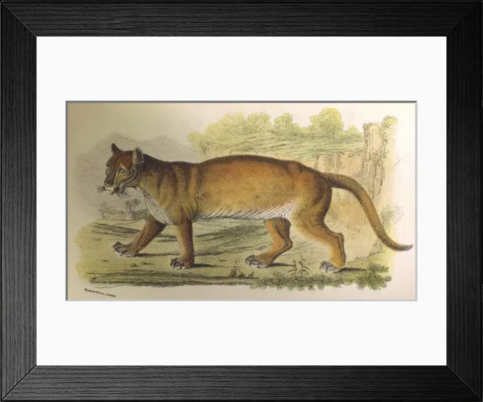 Framed Print : Puma / Lydekker C1860 Framed Print : Puma / Lydekker C1860