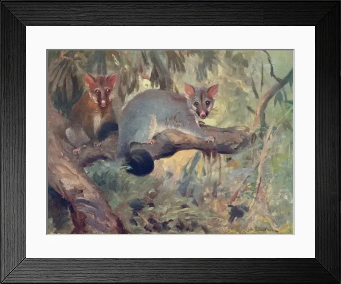 Framed Print : Animal / Phalanger 1909 Framed Print : Animal / Phalanger 1909