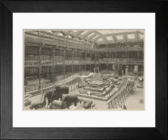 Framed Print : Museum Natural History Framed Print : Museum Natural History