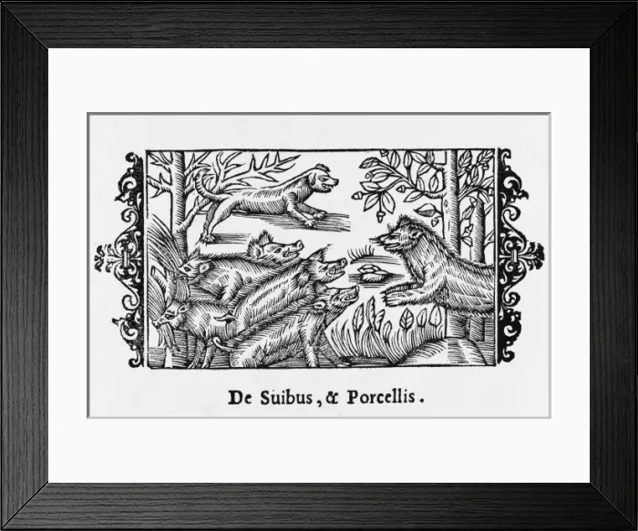 Framed Print : Pigs / Olaus Magnus 1555 Framed Print : Pigs / Olaus Magnus 1555