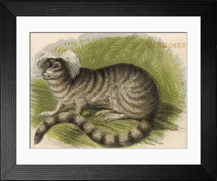 Framed Print : Ape / Marmoset 1880S Framed Print : Ape / Marmoset 1880S
