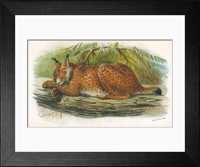 Framed Print : CAT / LYNX C1860 Framed Print : CAT / LYNX C1860