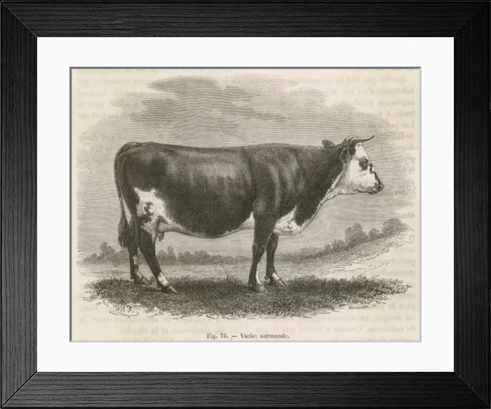 Framed Print : Cattle / Normandy Cow Framed Print : Cattle / Normandy Cow