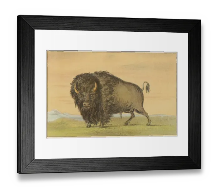 Framed Print : Cattle / Buffalo Catlin Framed Print : Cattle / Buffalo Catlin