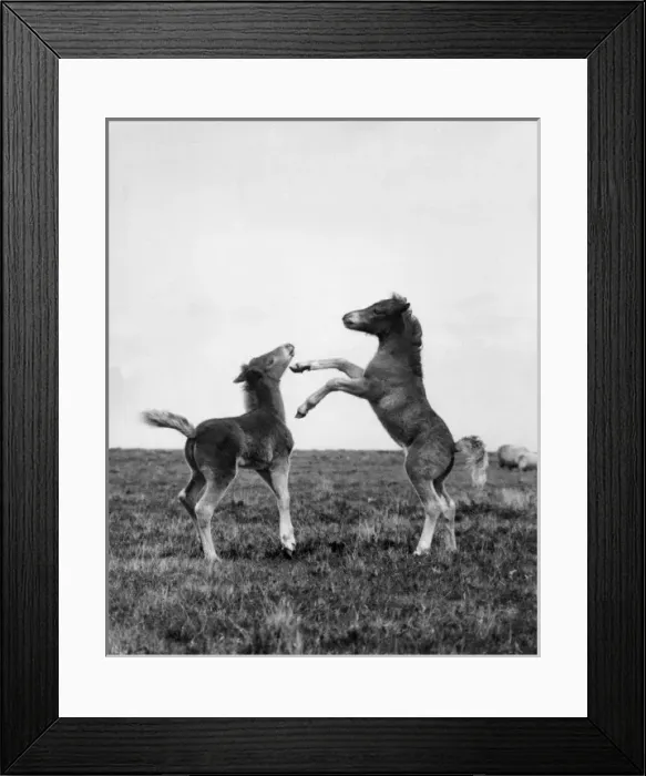 Framed Print : Foaling Around Framed Print : Foaling Around
