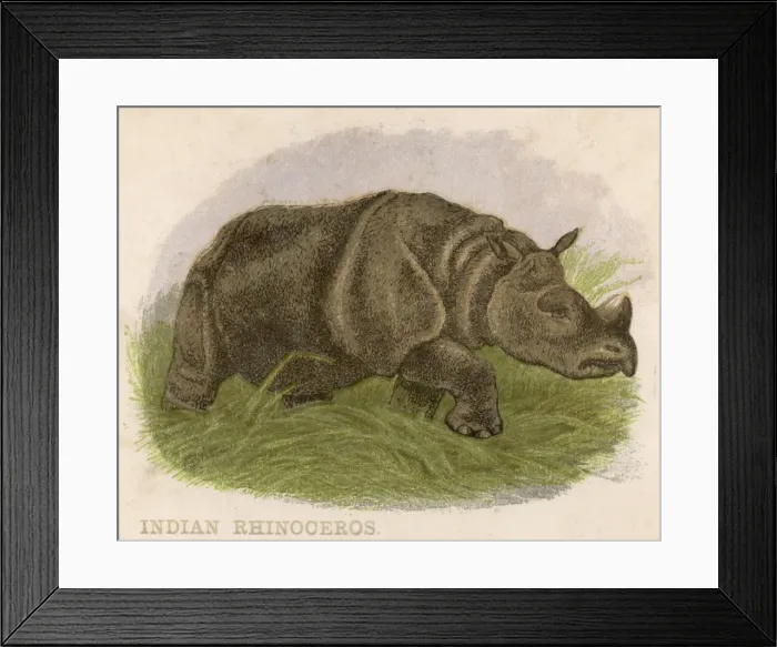 Framed Print : Rhinoceros C1880 Framed Print : Rhinoceros C1880