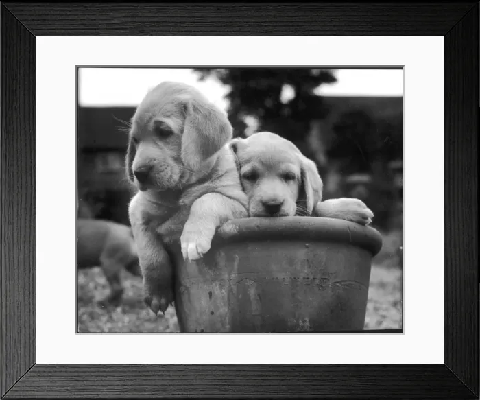 Framed Print : Labradors in Pot Framed Print : Labradors in Pot