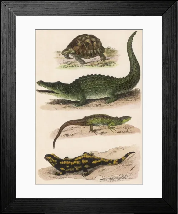 Framed Print : Various Lizards Framed Print : Various Lizards