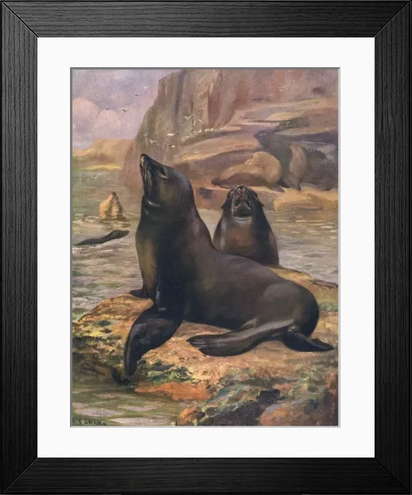 Framed Print : Sea Lions 1909 Framed Print : Sea Lions 1909