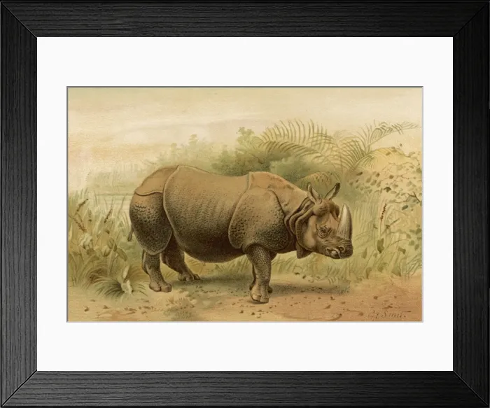 Framed Print : Rhinoceros 1893 Framed Print : Rhinoceros 1893