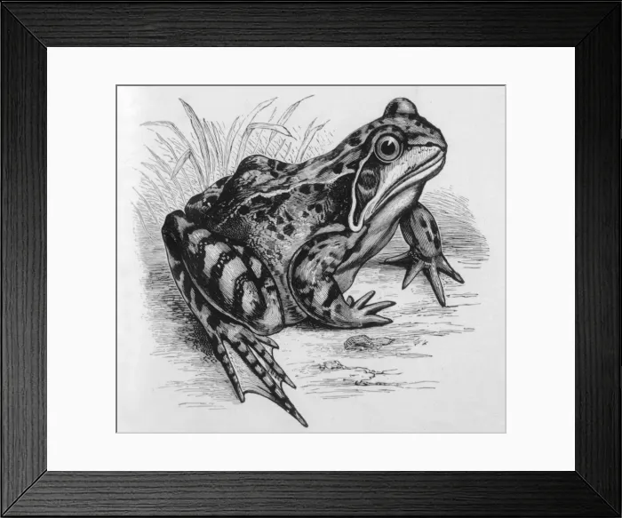 Framed Print : FROG / 1857 (BUCKLAND) Framed Print : FROG / 1857 (BUCKLAND)