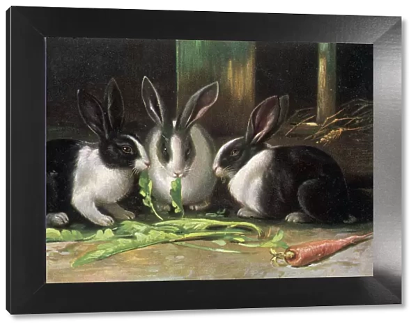 Dutch Rabbits 1905