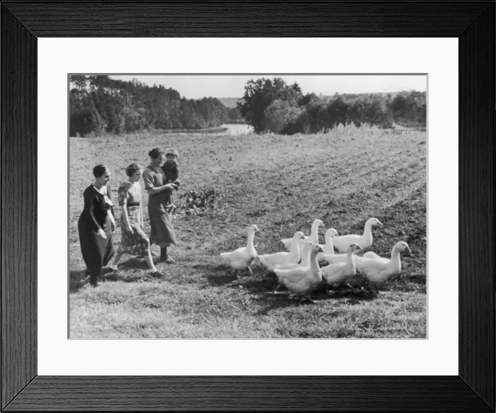 Framed Print : Herd of Geese Framed Print : Herd of Geese