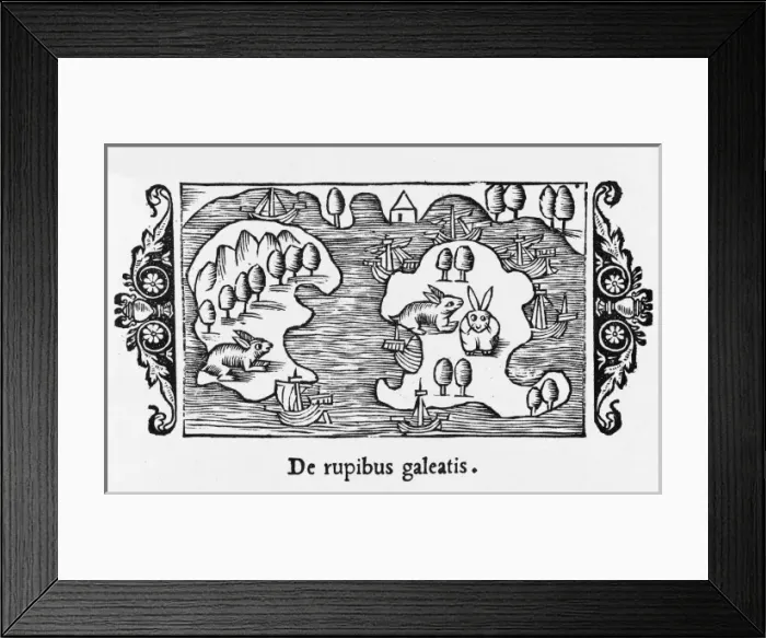 Framed Print : Rabbits Magnus 1555 Framed Print : Rabbits Magnus 1555