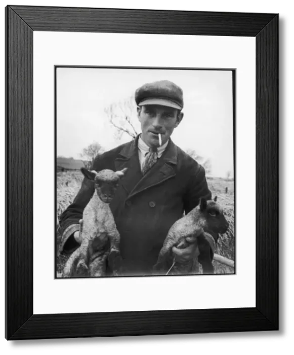 Framed Print : FARMER & 2 LAMBS 1958 Framed Print : FARMER & 2 LAMBS 1958