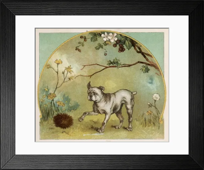 Framed Print : Dog Meets Hedgehog Framed Print : Dog Meets Hedgehog
