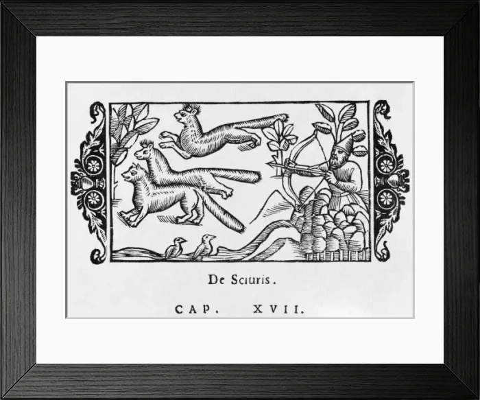 Framed Print : Squirrels Shot at 1555 Framed Print : Squirrels Shot at 1555
