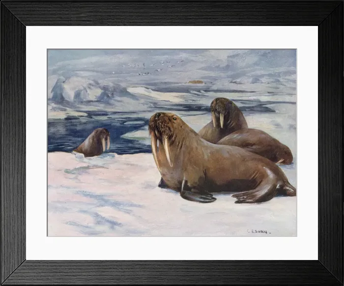 Framed Print : WALRUS 1909 Framed Print : WALRUS 1909