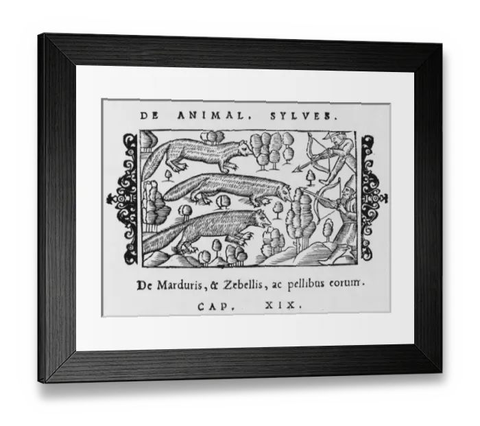 Framed Print : Sable & Marten 1555 Framed Print : Sable & Marten 1555