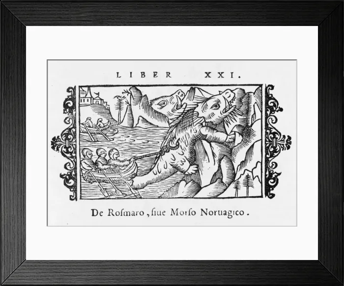 Framed Print : Hunting Walrus 1555 Framed Print : Hunting Walrus 1555