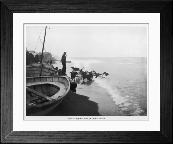 Framed Print : Dogs Catch Fish Framed Print : Dogs Catch Fish