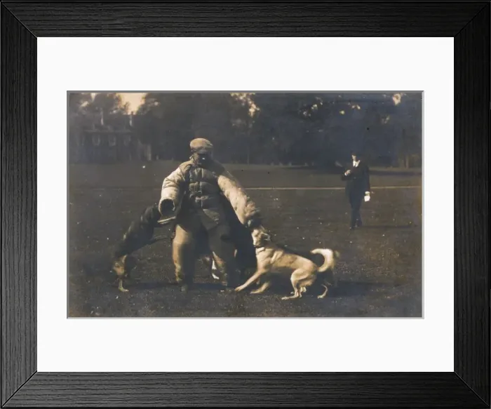 Framed Print : Training Dog to Attack Framed Print : Training Dog to Attack