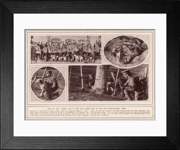 Framed Print : Allied War Dogs Framed Print : Allied War Dogs