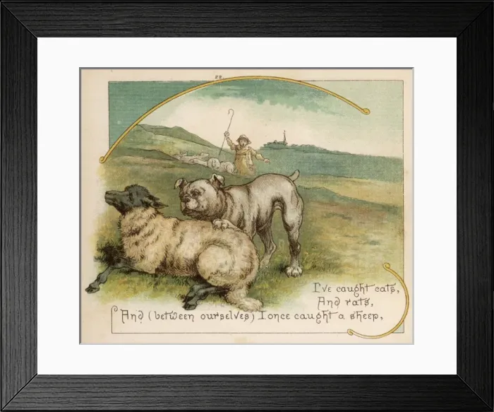 Framed Print : Bulldog Worries Sheep Framed Print : Bulldog Worries Sheep