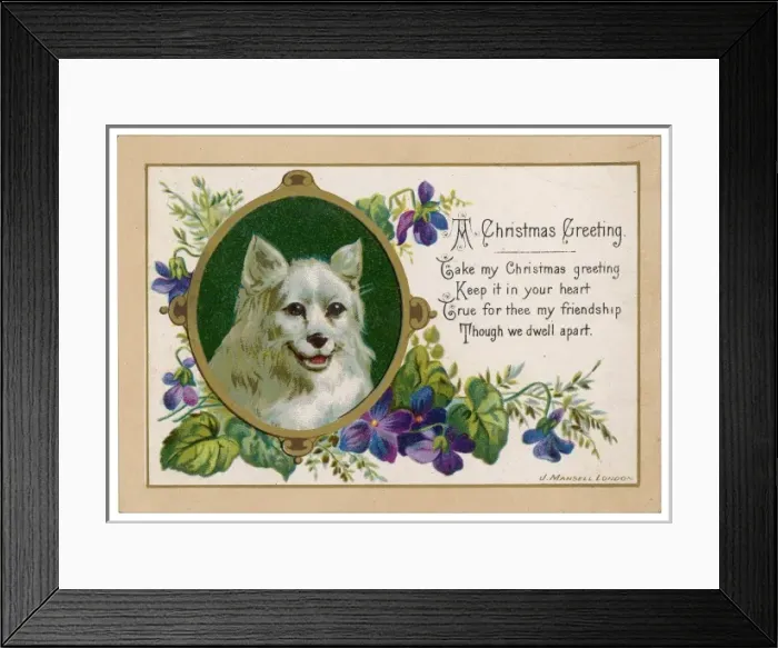 Framed Print : Spitz on Xmas Card Framed Print : Spitz on Xmas Card