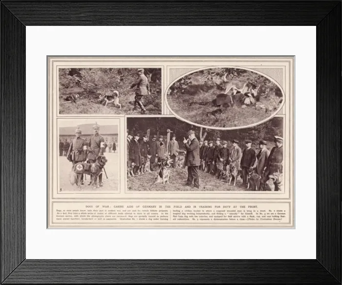 Framed Print : German War Dogs Framed Print : German War Dogs