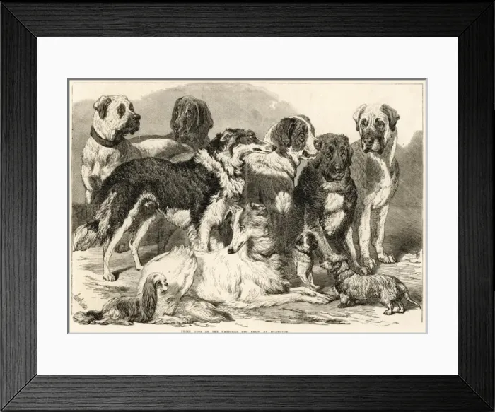 Framed Print : Dog Show Islington Framed Print : Dog Show Islington