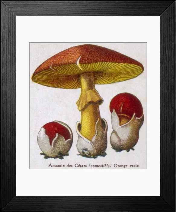 Framed Print : Funghi / Amanite Caesar Framed Print : Funghi / Amanite Caesar