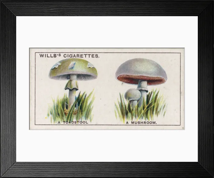 Framed Print : Funghi / Toadstool / Mushrm Framed Print : Funghi / Toadstool / Mushrm