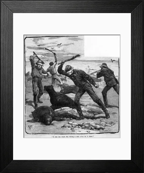 Framed Print : Seal Slaughter Framed Print : Seal Slaughter