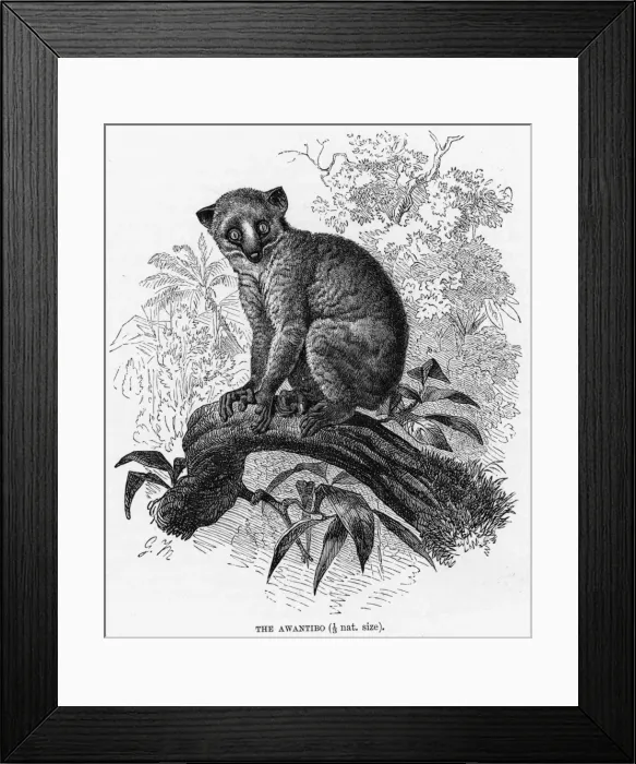 Framed Print : Angwantibo - 2 Framed Print : Angwantibo - 2