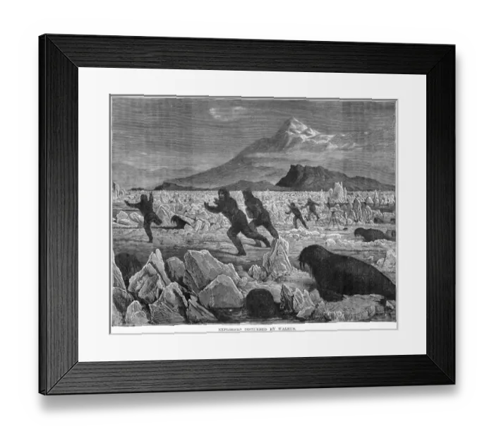 Framed Print : Walruses and Explorers Framed Print : Walruses and Explorers