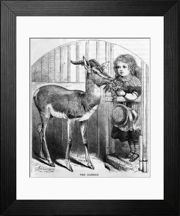 Framed Print : Pet Gazelle - 2