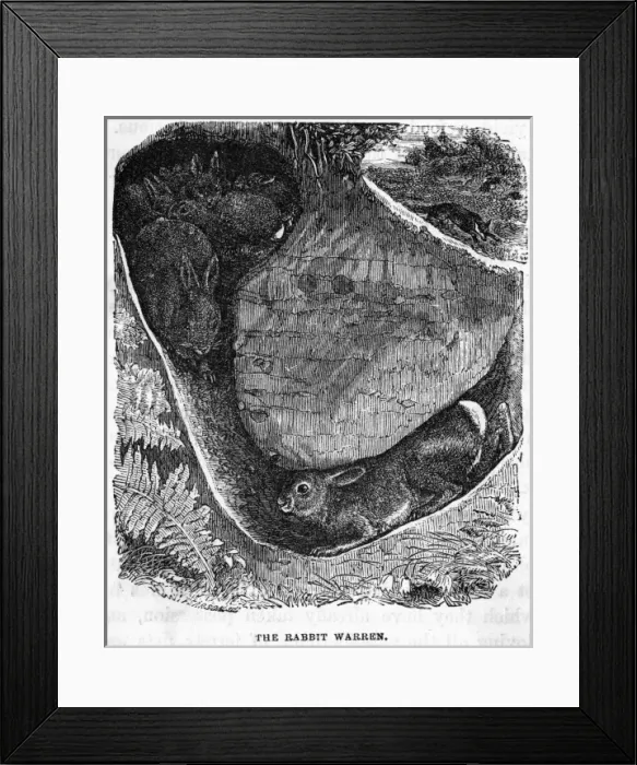 Framed Print : Rabbit in Warren Framed Print : Rabbit in Warren