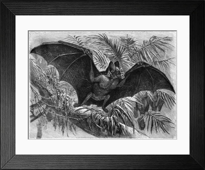 Framed Print : Vampire Bat - 3 Framed Print : Vampire Bat - 3