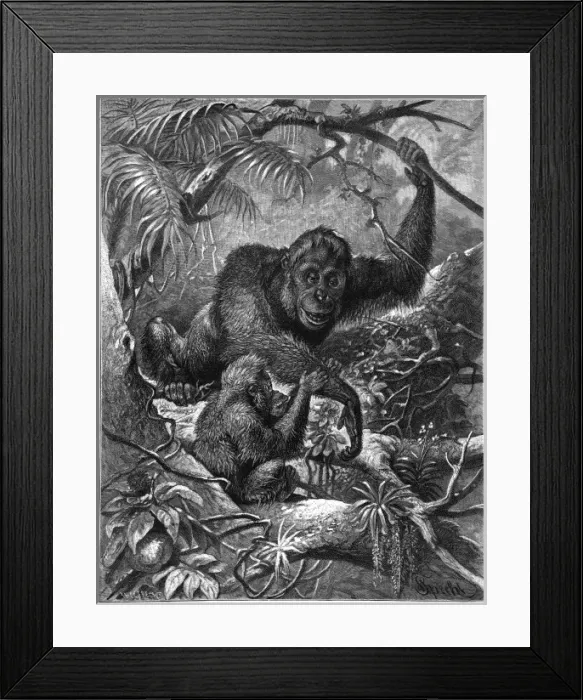 Framed Print : Orang-Utan - 3 Framed Print : Orang-Utan - 3
