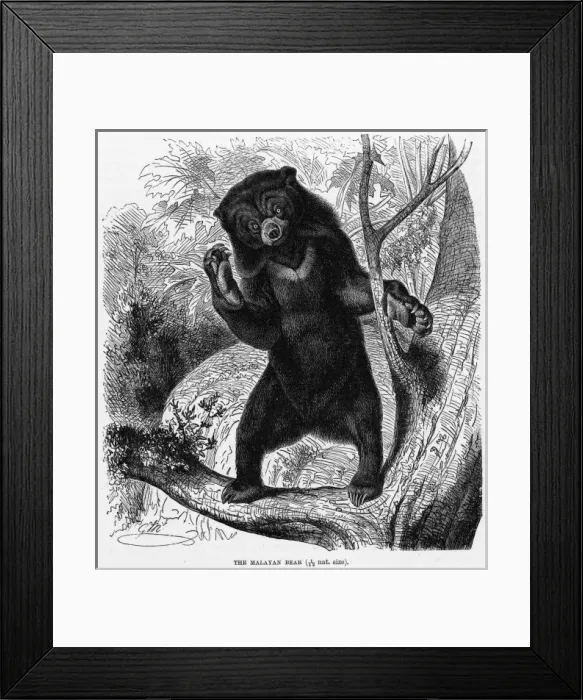 Framed Print : Malayan Bear Framed Print : Malayan Bear