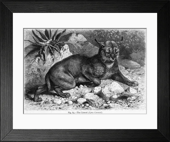 Framed Print : Caracal (Lydekker) Framed Print : Caracal (Lydekker)