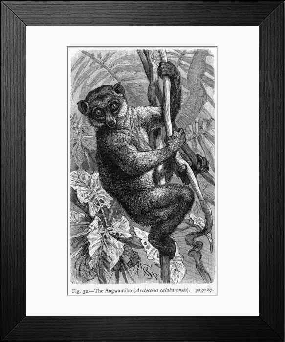 Framed Print : Angwantibo - 1 Framed Print : Angwantibo - 1
