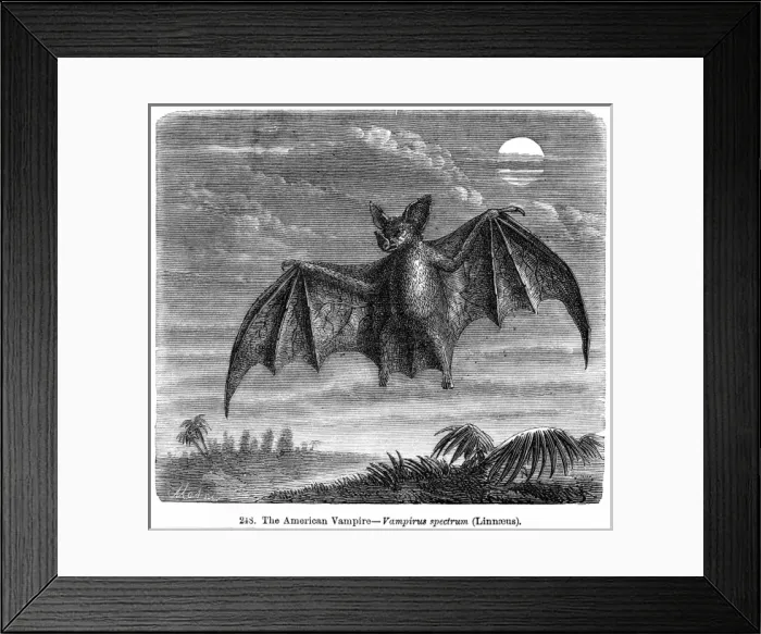 Framed Print : Vampire Bat - 1 Framed Print : Vampire Bat - 1
