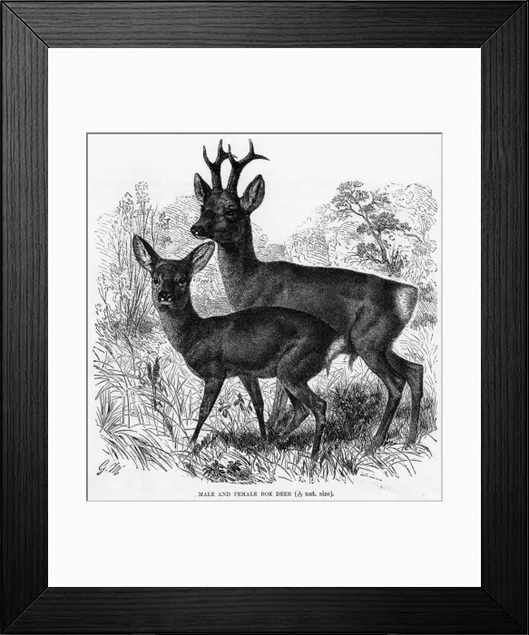 Framed Print : ROE DEER. (capriolus capriolus). Roe deer, male and female Framed Print : ROE DEER. (capriolus capriolus). Roe deer, male and female