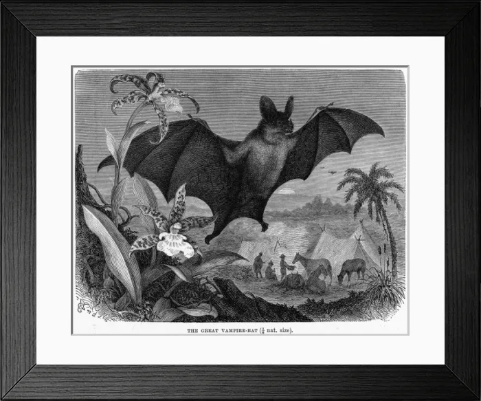 Framed Print : Vampire Bat - 2 Framed Print : Vampire Bat - 2